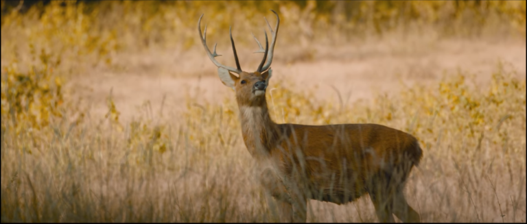  Moosegazete: The King of the Forest